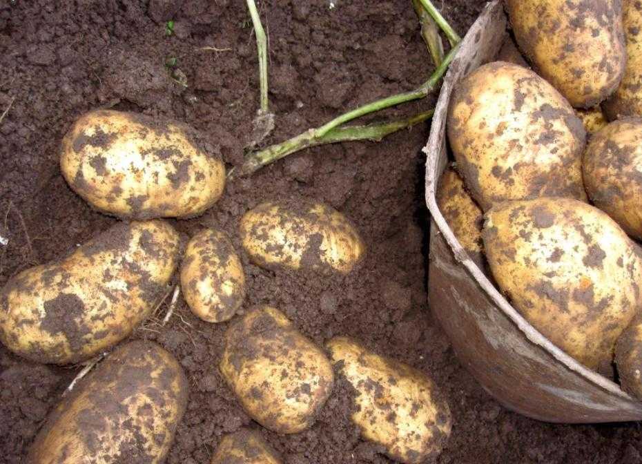 Урожайные сорта картофеля в 2021 году