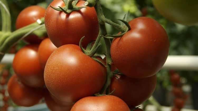 Топ-10 лучших сортов томатов для открытого грунта – рейтинг 2021 года