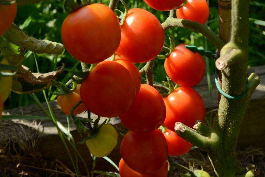Список лучших сортов помидоров: на 2021 год, с фото и описанием, рейтинг с отзывами, грунтовые томаты, ранние, сладкие, высокоурожайные, вкусные, крупные