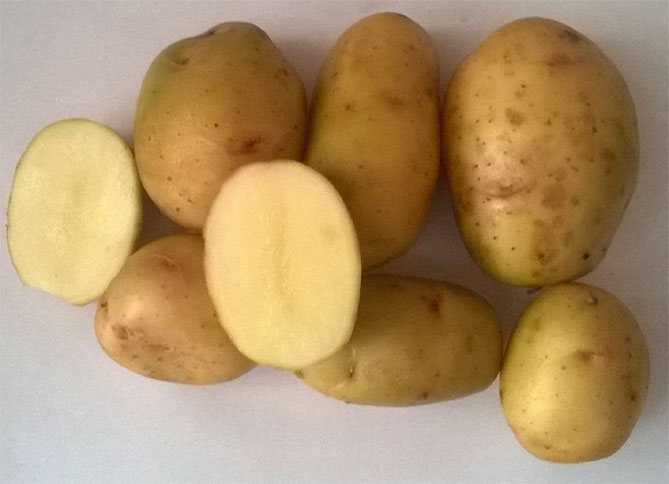 Лучшие сорта картофеля, топ-10 рейтинг хороших сортов картошки
