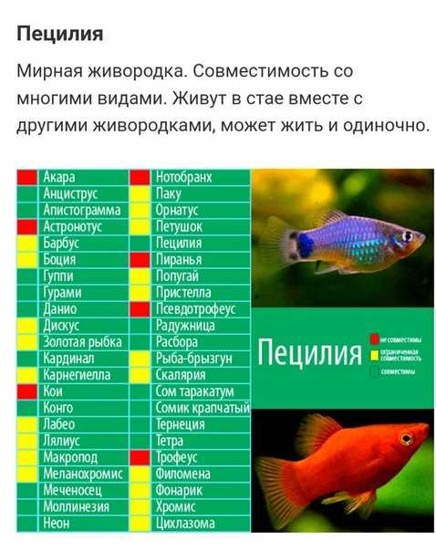 Неприхотливые аквариумные рыбки: фото, виды, описание
неприхотливые аквариумные рыбки: фото, виды, описание