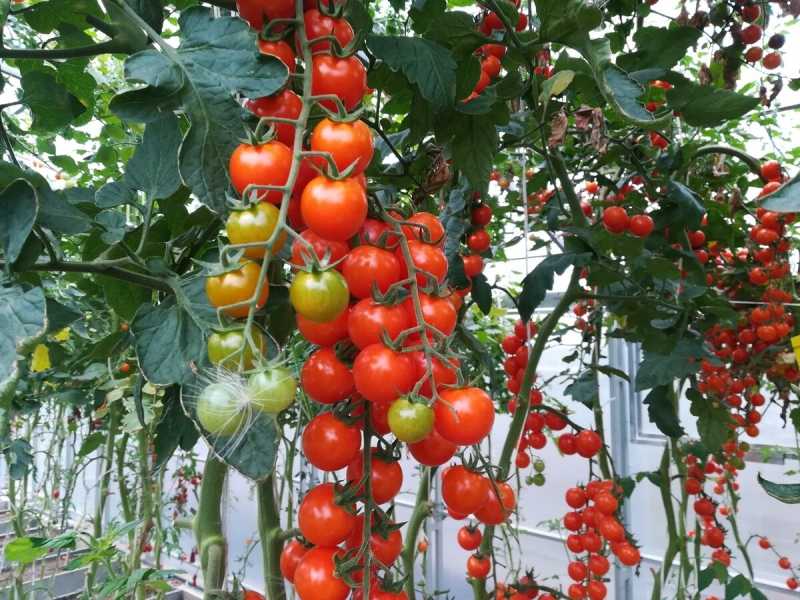 Лучшие кистевые томаты для теплиц и открытого грунта [гроздевые томаты]