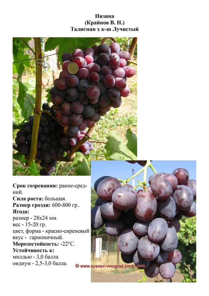 Самые вкусные сорта винограда с фото и описанием: крупные, неприхотливые, зимостойкие, ранние и поздние - почва.нет