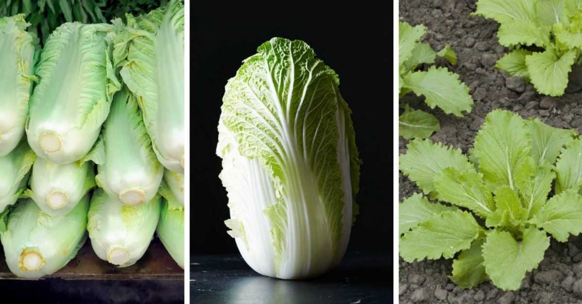 Что такое пекинская капуста? интересные сведения об овоще, фото, нюансы выращивания
