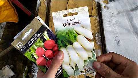 Как выбрать семена редиса? обзор лучших сортов для посадки дома, в теплице и в открытом грунте