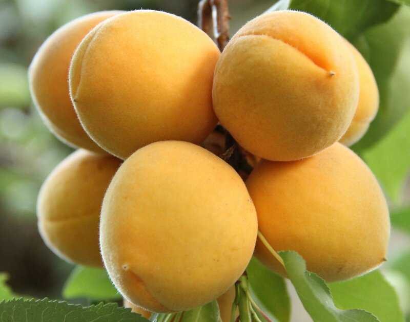 Описание и правила выращивания 15 лучших сортов абрикоса для подмосковья