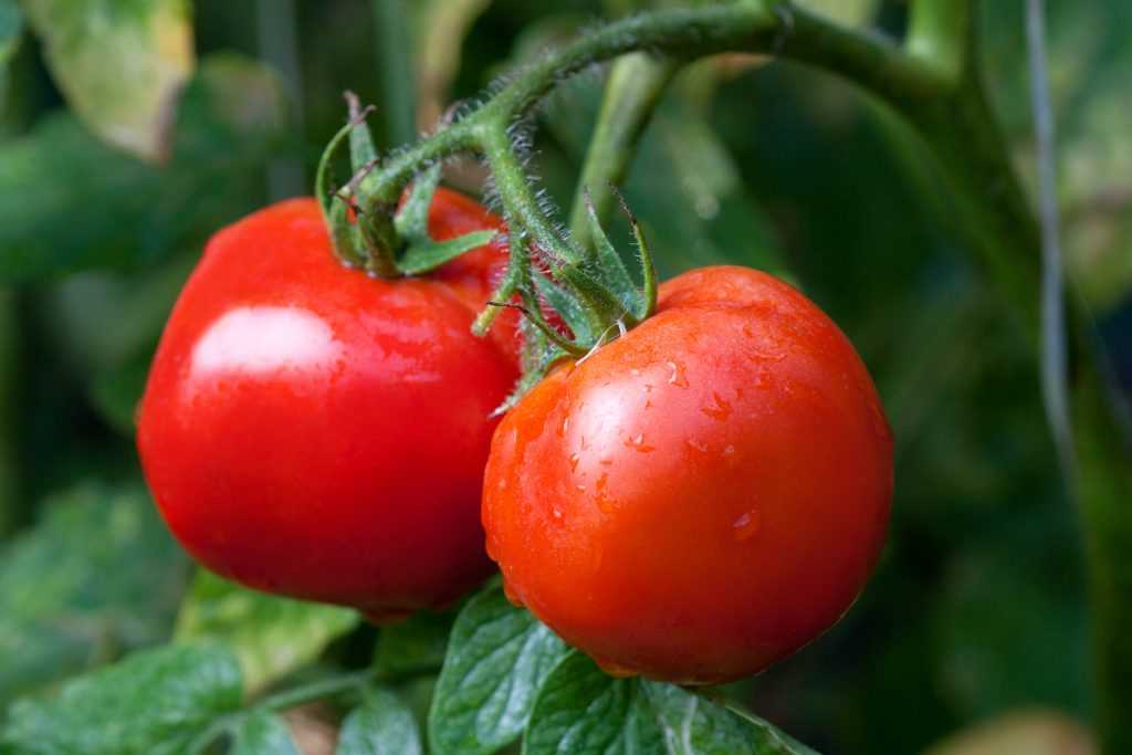 Лучшие сорта помидоров: самые сладкие, крупные и мясистые помидоры для еды в свежем виде на supersadovnik.ru