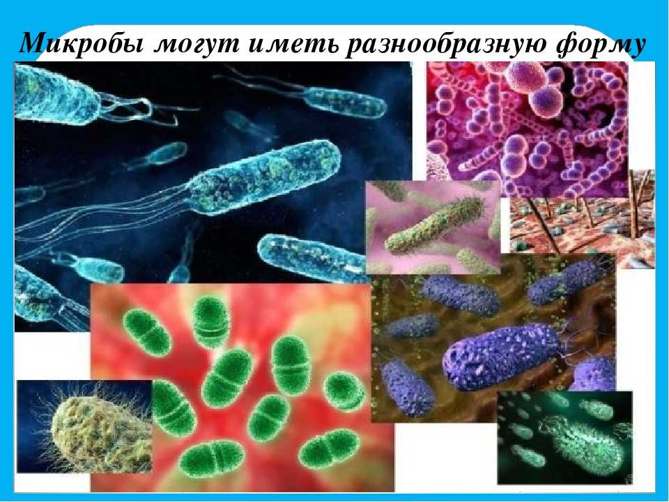 Сколько живут бактерии и вирусы вне организма человека? – напоправку
