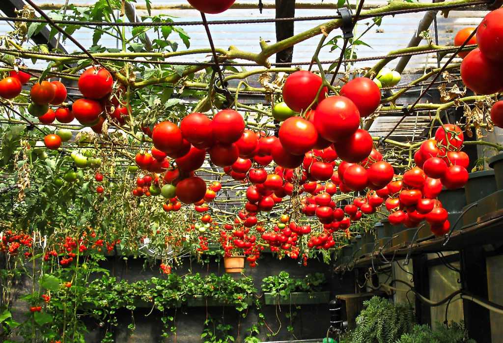 Самые сладкие томаты: актуальная подборка лучших сортов на 2021 год