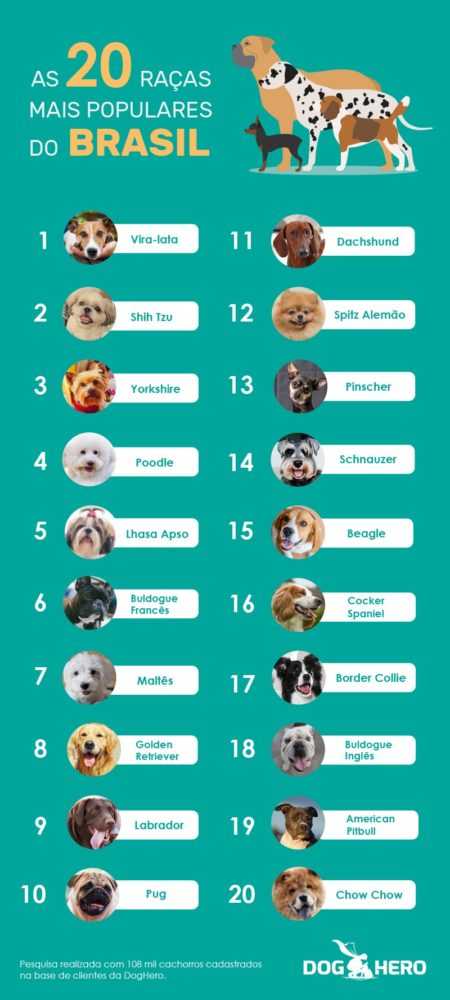 Рейтинг собак с самым высоким интеллектом: 30 самых умных пород собак по шкале стенли корена
