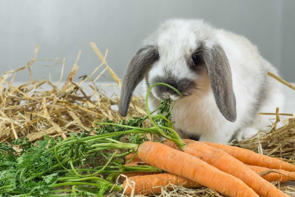 Правильное питание для карликовых кроликов