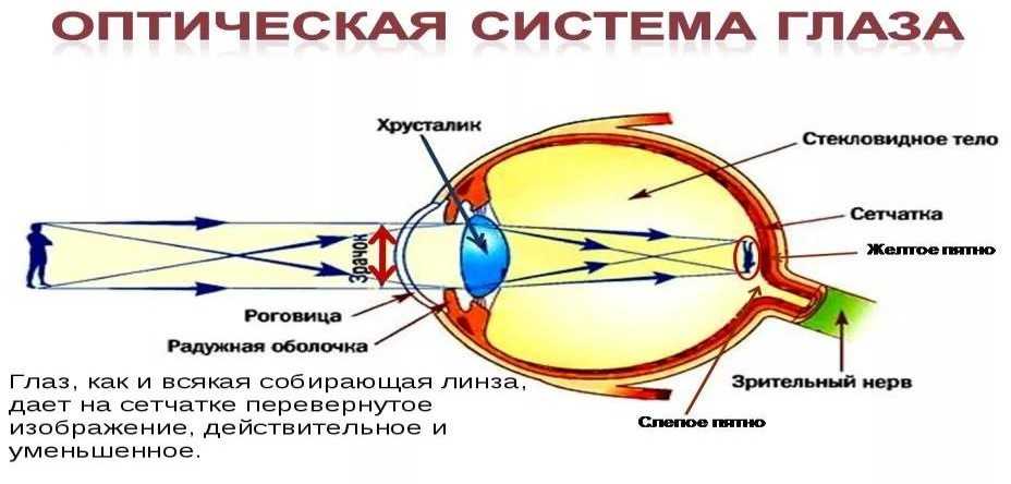 Ход лучей глаза человека. Строение оптической системы глаза. Глаз как оптическая система строение глаза. Ход лучей в оптической системе глаза. Ход световых лучей в глазу.