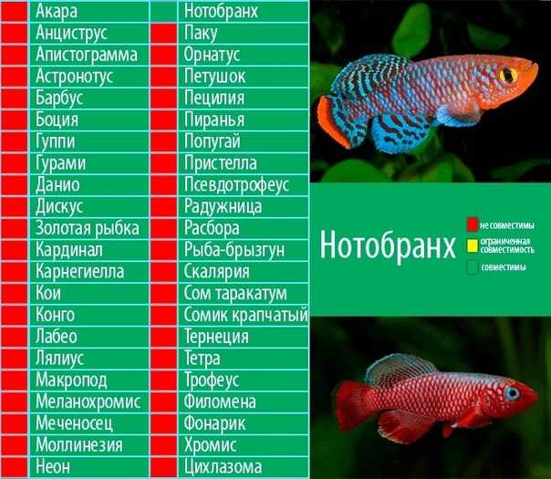 Самые неприхотливые аквариумные рыбки (30 фото): каких рыб легко разводить? как выбрать рыб для маленького и большого аквариума? названия с описаниями и рекомендации по уходу