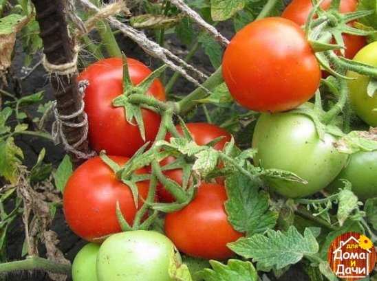 Лучшие сорта черных томатов —  по отзывам садоводов-любителей и экспертов. Описание лучших сортов черных томатов, фото, отзывы.