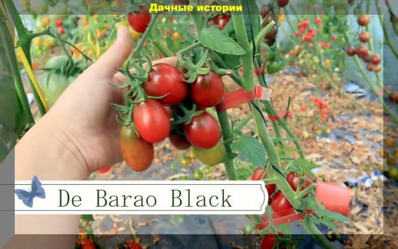 Помидоры черри (47 фото): как вырастить томаты? как сажать рассаду в теплице и открытом грунте? уход и отзывы