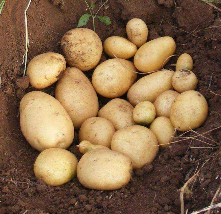 Лучшие сорта картофеля для Подмосковья, средней полосы, северных регионов —  по отзывам садоводов-любителей и экспертов. Описание лучших сортов картошки, фото, отзывы.
