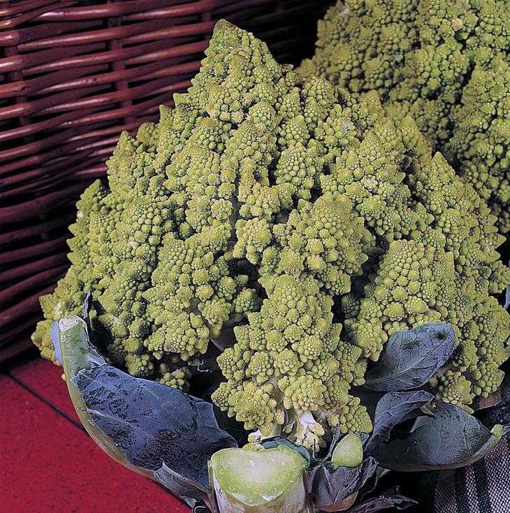 Сорта капусты брокколи: описание, выращивание, фото с названием