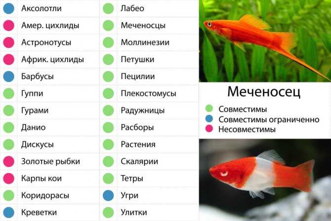 Как выбрать подходящих аквариумных рыб для новичков