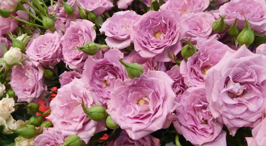 Чайно-гибридные розы: сорта, описание, фото
