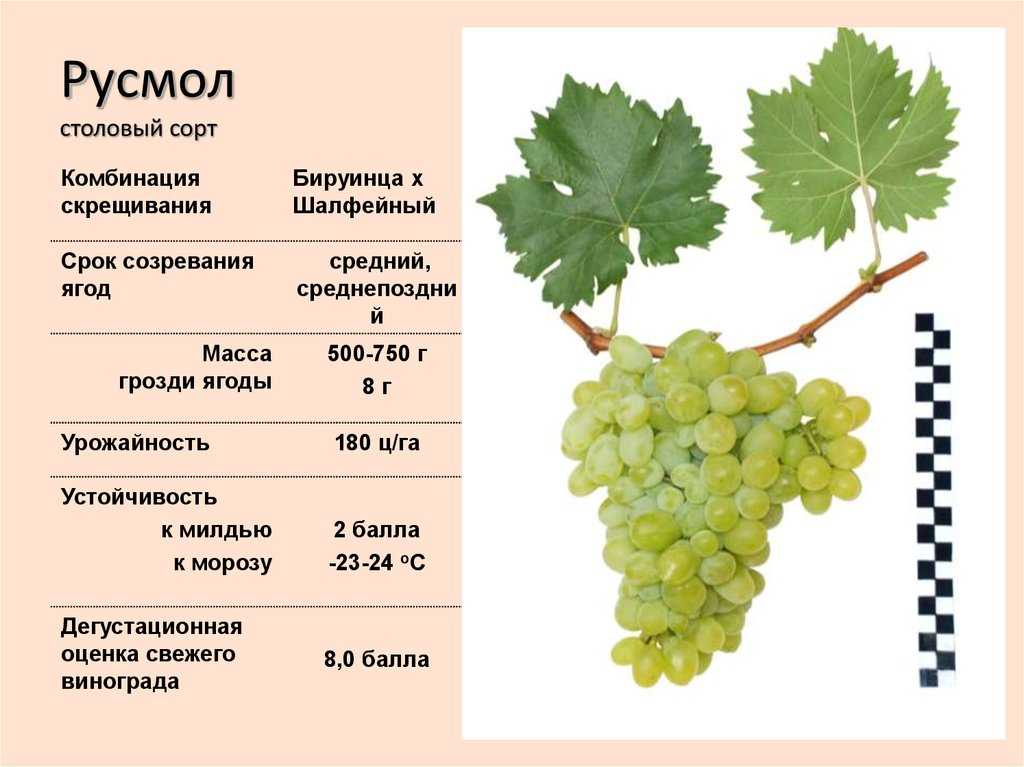16 лучших сортов винограда для подмосковья и средней полосы. описание. урожайность. фото — ботаничка.ru