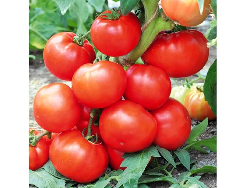 Лучшие сорта томатов для теплиц в средней полосе