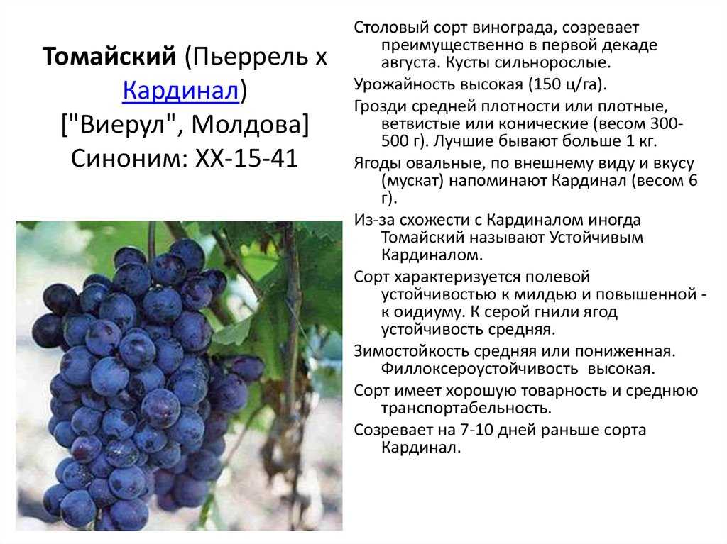 Сорта винограда для средней полосы россии: фото с описанием, особенности выращивания