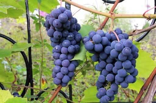16 лучших сортов винограда для подмосковья и средней полосы