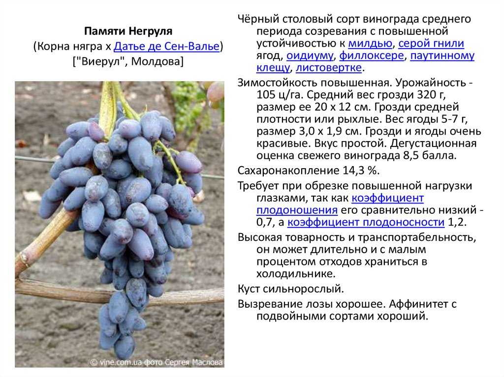 Морозостойкие сорта винограда для подмосковья и средней полосы россии