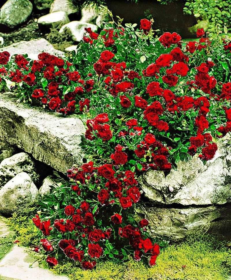 Лучшие почвопокровные розы для Подмосковья, средней полосы, южных регионов —  по отзывам садоводов и экспертов. Описание лучших сортов почвокровных роз, фото, отзывы.
