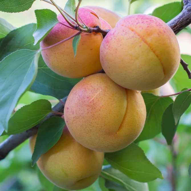 Самоплодные абрикосы для подмосковья: лучшие сорта и правила агротехники