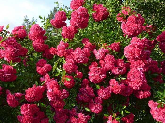 Флорибунда – группа роз с практически непрерывным цветением (сорта и фото)
флорибунда – группа роз с практически непрерывным цветением (сорта и фото)
