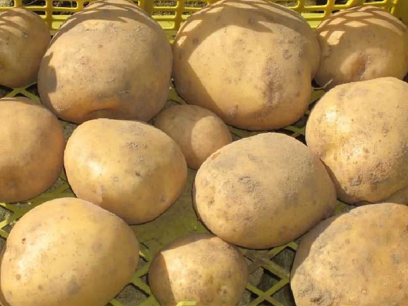 Лучшие сорта картофеля [народный рейтинг 2020]
