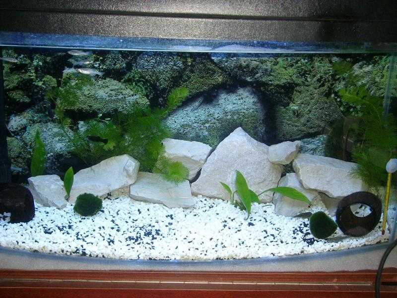 В какой грунт сажать аквариумные растения: правила выбора