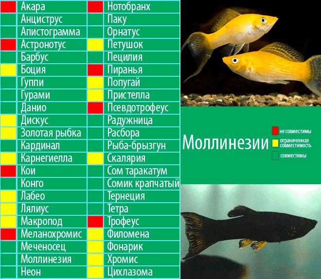 Лучшие и самые неприхотливые аквариумные рыбки для новичка — по мнению опытных аквариумистов и по отзывам покупателей.