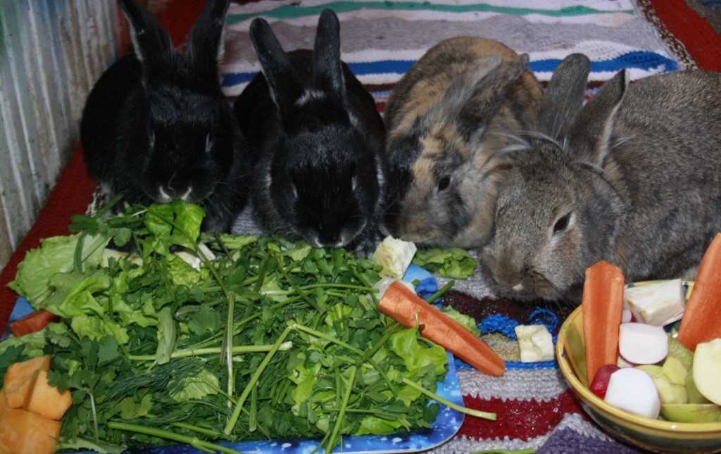 Сколько и чем кормить декоративного кролика — подбираем рацион