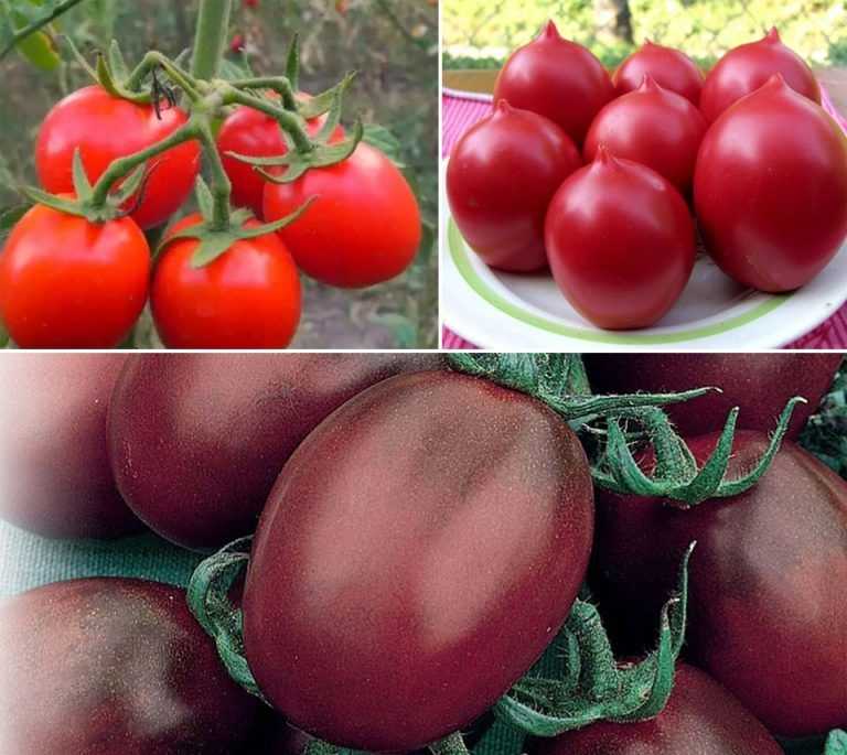 Лучшие сорта низкорослых томатов на 2021 год