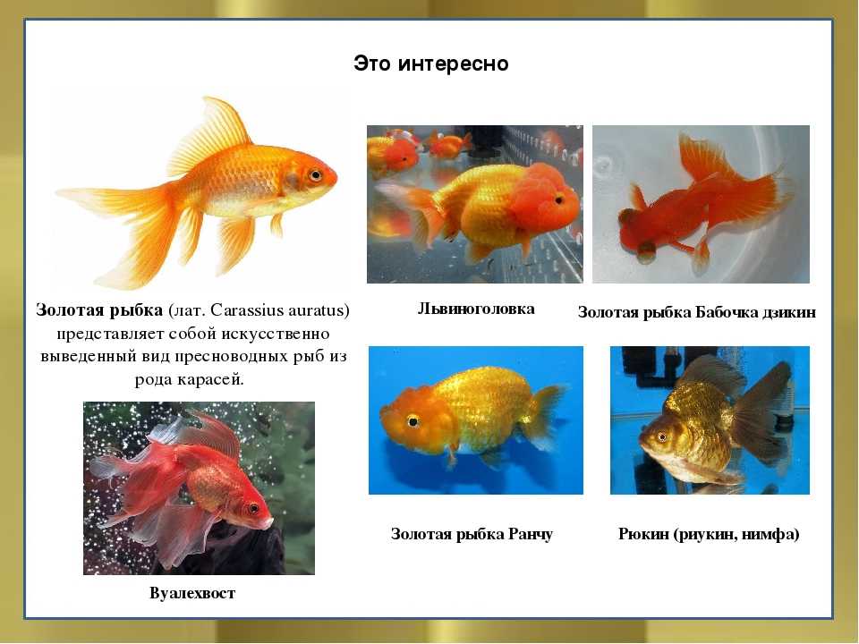 Топ-7 аквариумных рыбок для начинающих: описание, фото, плюсы и минусы