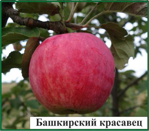Лучшие сорта яблонь для Подмосковья, севера, южных регионов —  описание лучших сортов яблонь, фото, отзывы садоводов.