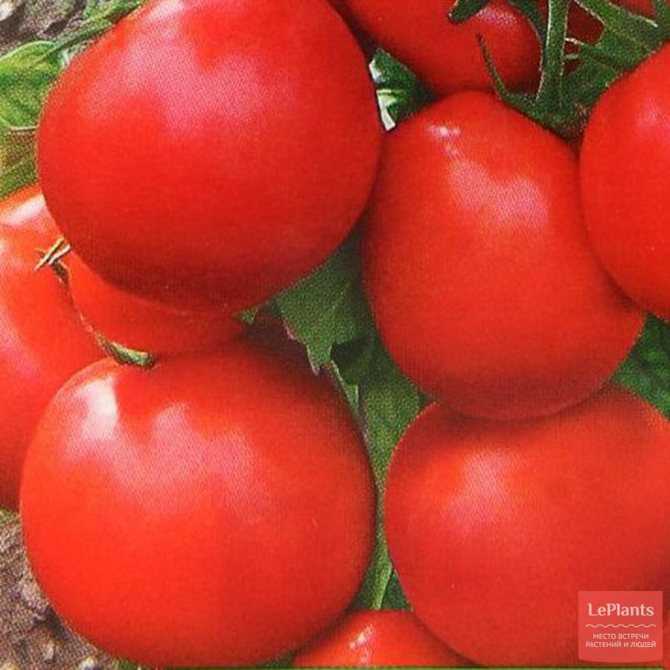 Cорта крупных мясистых и очень ранних томатов, для разных регионов