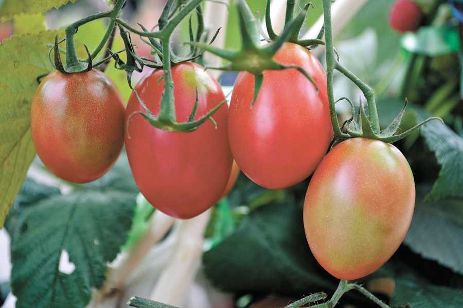 Рейтинг лучших сортов помидор для теплиц на 2021 год