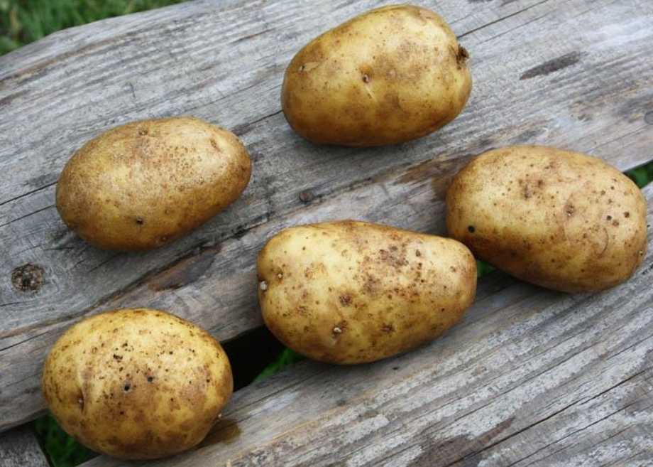Самые вкусные сорта картофеля: топ-10 лучших