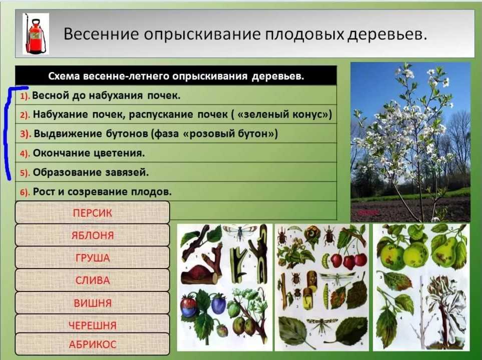 Чем обработать плодовые деревья весной от вредителей и болезней