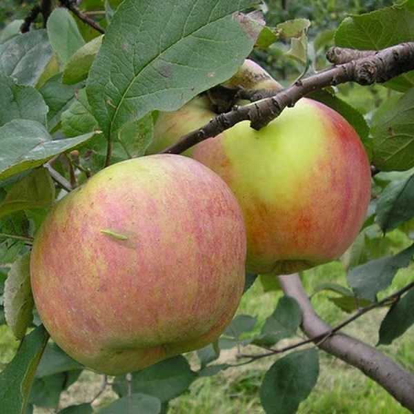 Скороплодные сорта яблонь для подмосковья - дневник садовода semena-zdes.ru