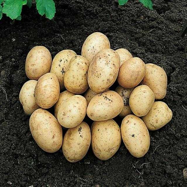 Какой сорт картофеля самый вкусный: топ-25 сортов с характеристикой