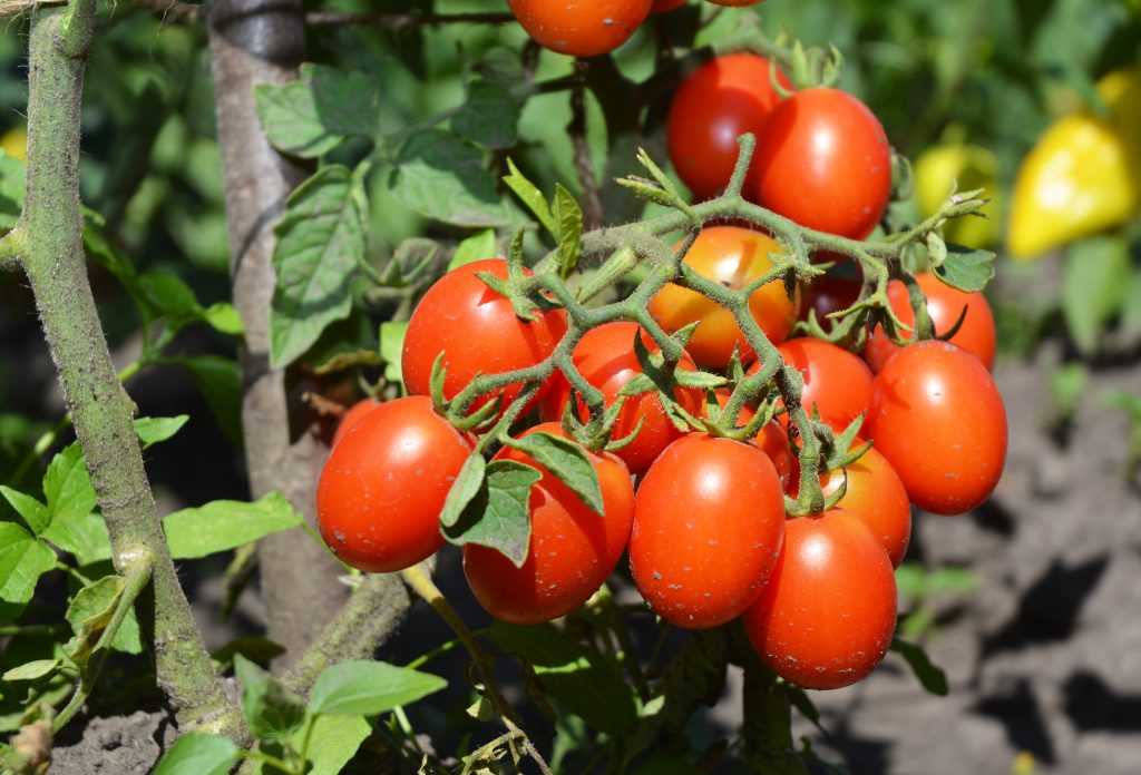 Самые ранние томаты для открытого грунта | сад и огород