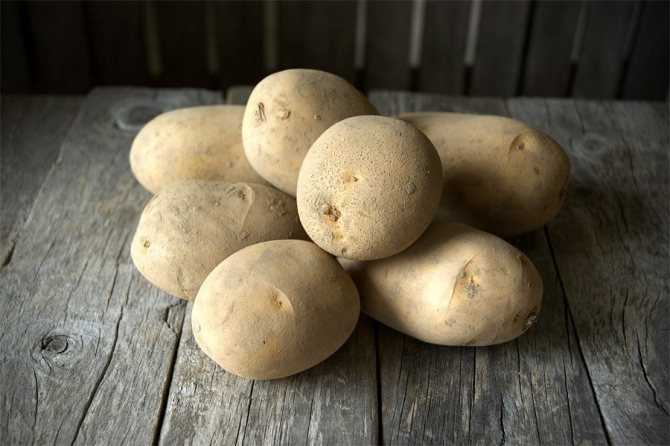 Лучшие ранние сорта картофеля