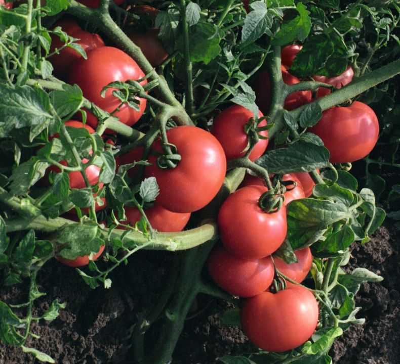 Лучшие сорта и гибриды томатов для открытого грунта для Подмосковья, Средней полосы, Сибири, южных регионов — разбираемся, какие семена помидоров самые лучшие.