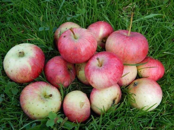 10 сортов колоновидных яблонь, которые я рекомендую для средней полосы