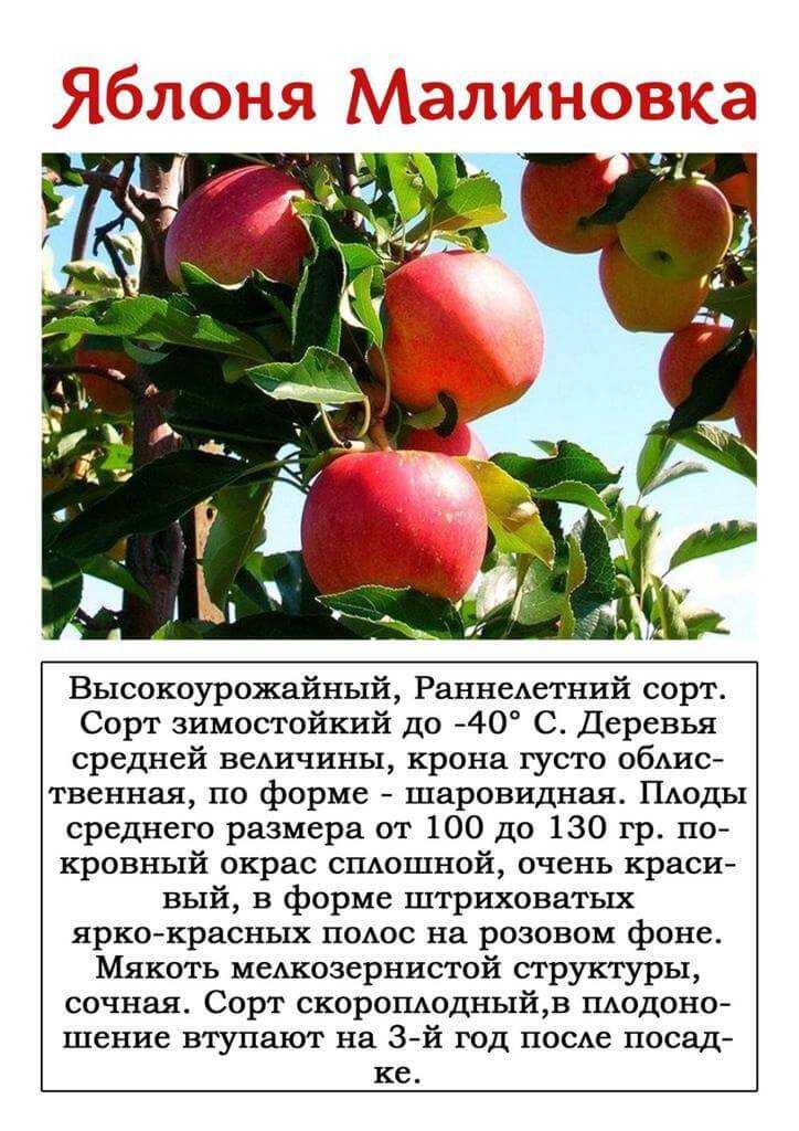 Самоплодные сорта яблонь для подмосковья
