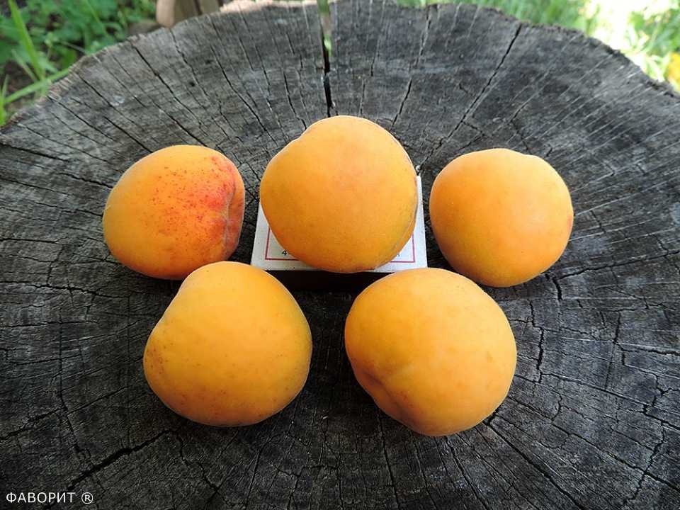 Свои абрикосы: зимостойкие сорта и формы абрикоса для выращивания в северных регионах на supersadovnik.ru